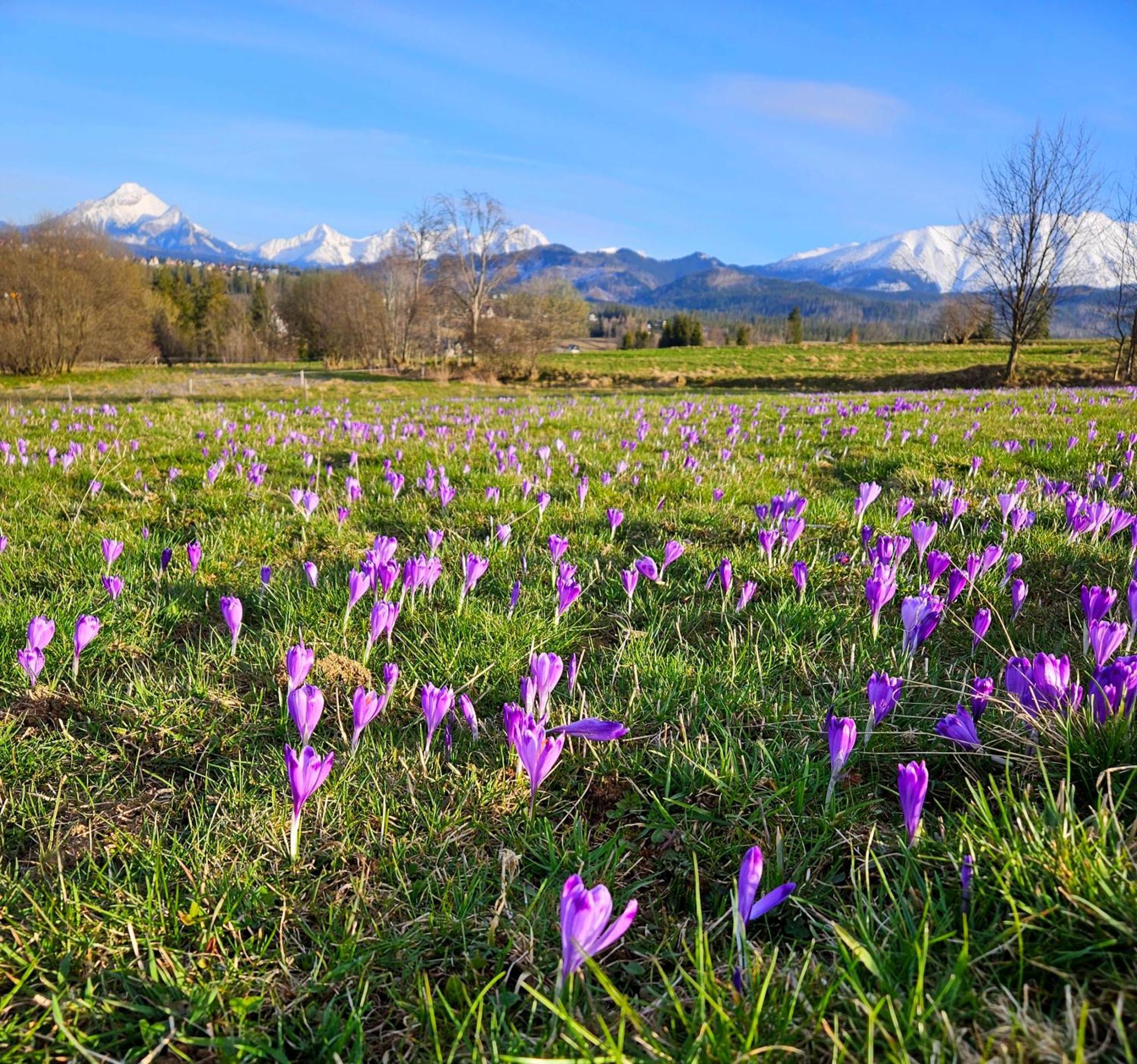 Goralska Chatka 3 Highland Cottage - Jacuzzi, Sauna, Split Ac, Private Parking, Mountains View Zakopane Eksteriør bilde