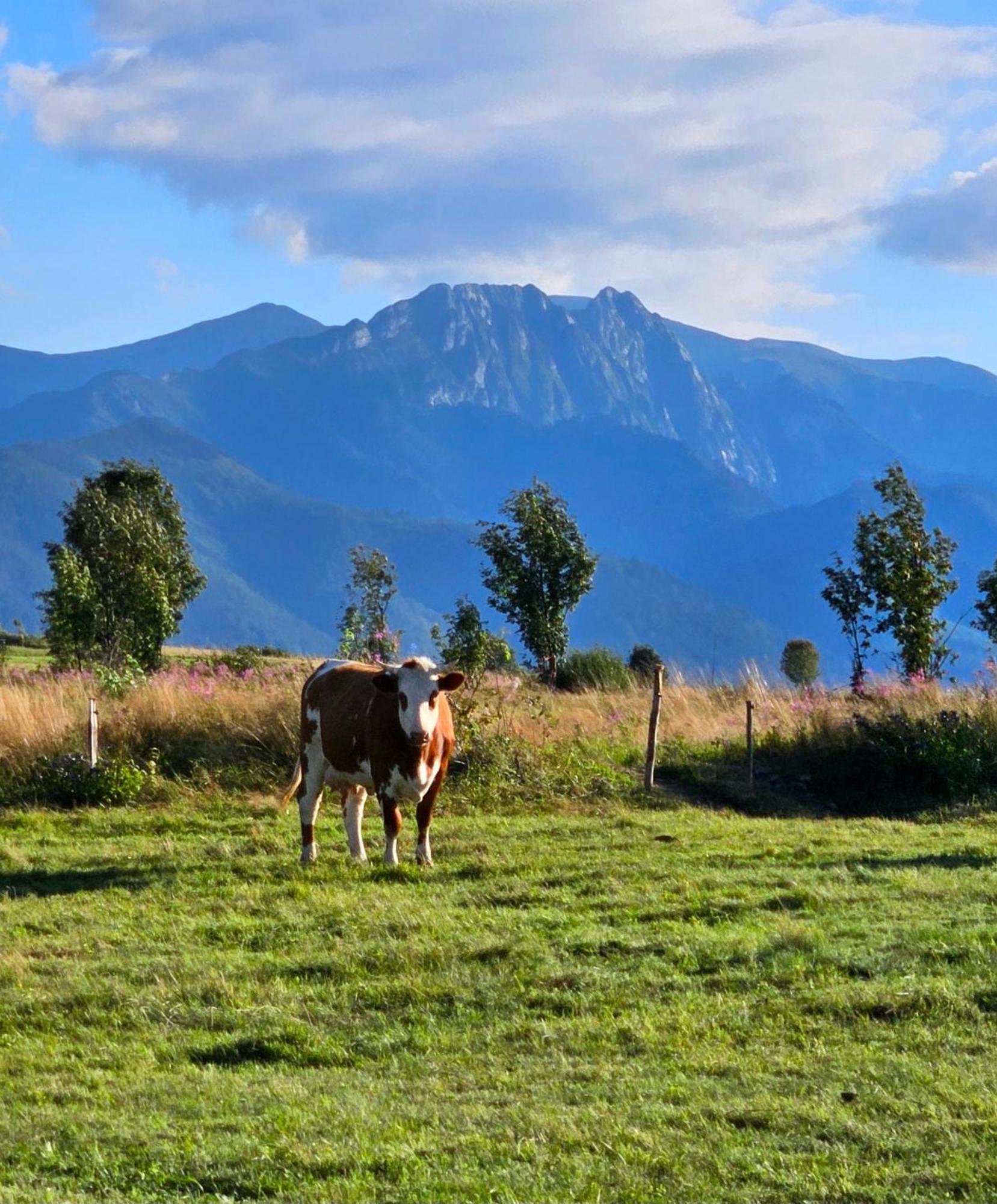 Goralska Chatka 3 Highland Cottage - Jacuzzi, Sauna, Split Ac, Private Parking, Mountains View Zakopane Eksteriør bilde