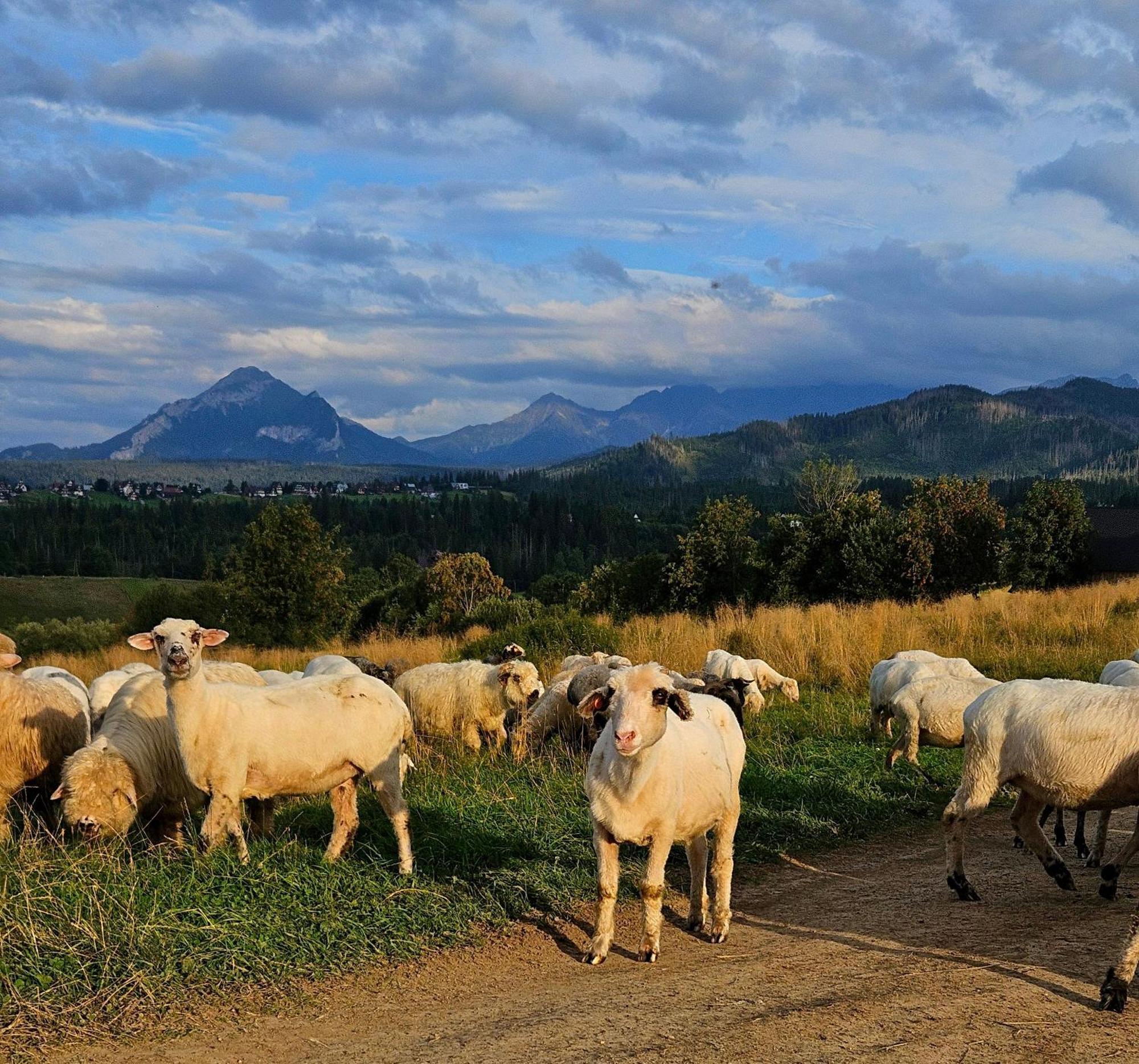 Goralska Chatka 3 Highland Cottage - Jacuzzi, Sauna, Split Ac, Private Parking, Mountains View Zakopane Eksteriør bilde