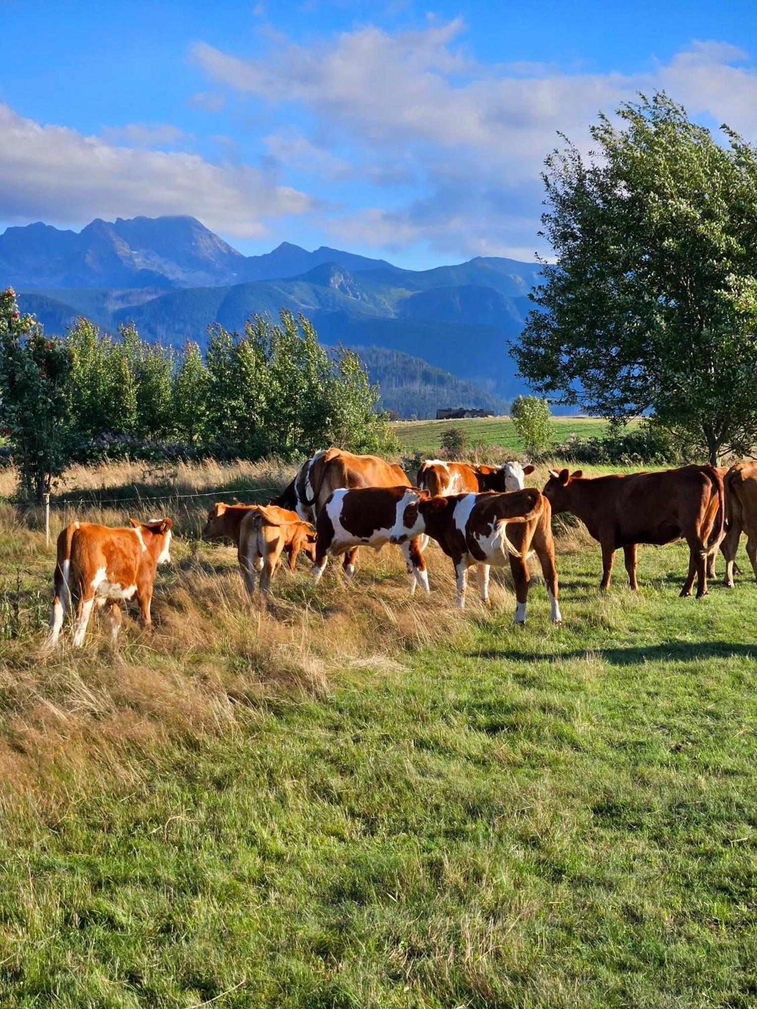 Goralska Chatka 3 Highland Cottage - Jacuzzi, Sauna, Split Ac, Private Parking, Mountains View Zakopane Eksteriør bilde